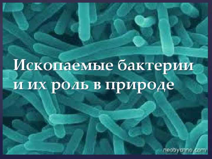 Ископаемые бактерии и их роль в природе { 