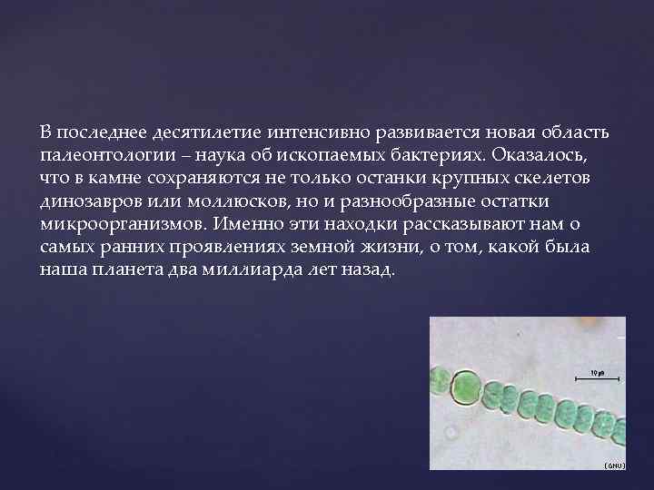 В последнее десятилетие интенсивно развивается новая область палеонтологии – наука об ископаемых бактериях. Оказалось,