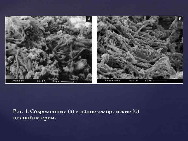 Рис. 1. Современные (а) и раннекембрийские (б) цианобактерии. 