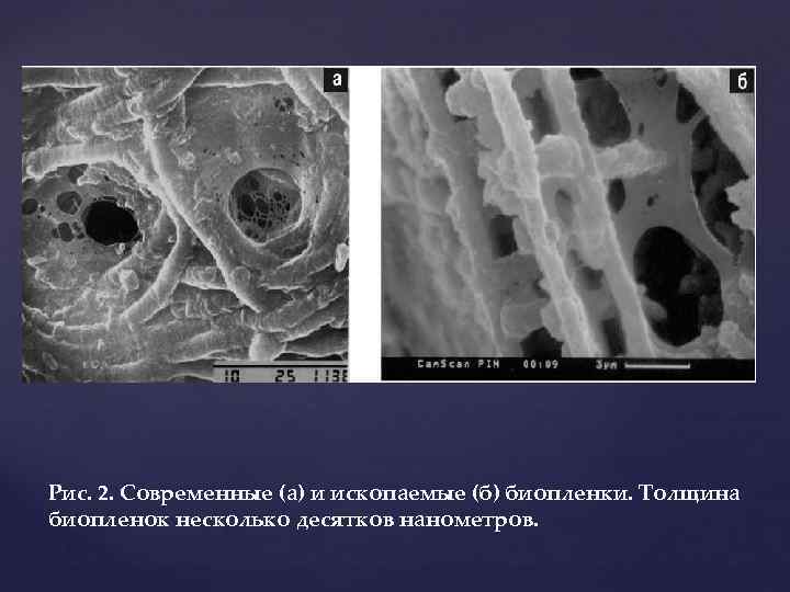 Рис. 2. Современные (а) и ископаемые (б) биопленки. Толщина биопленок несколько десятков нанометров. 