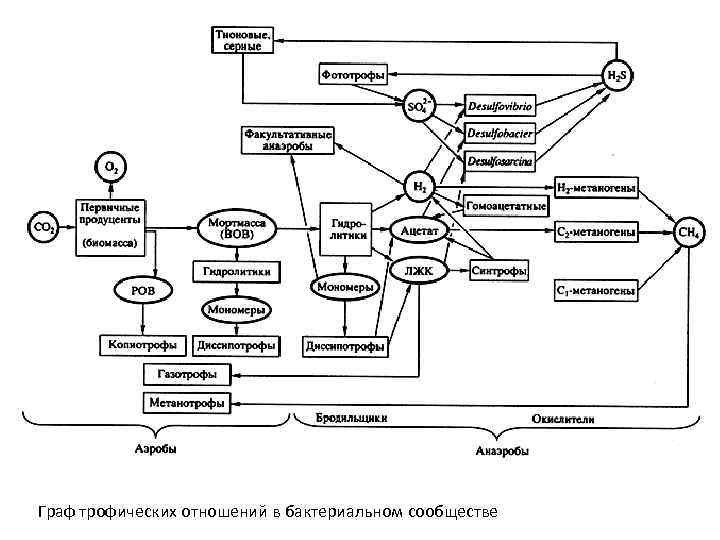 Граф трофических отношений в бактериальном сообществе 