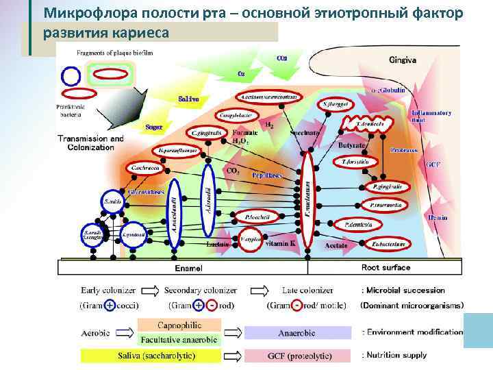 Микрофлора полости рта – основной этиотропный фактор развития кариеса 