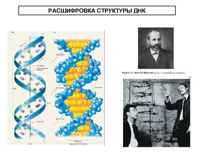 РАСШИФРОВКА СТРУКТУРЫ ДНК 