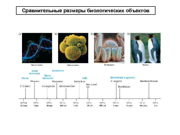 Сравнительные размеры биологических объектов 