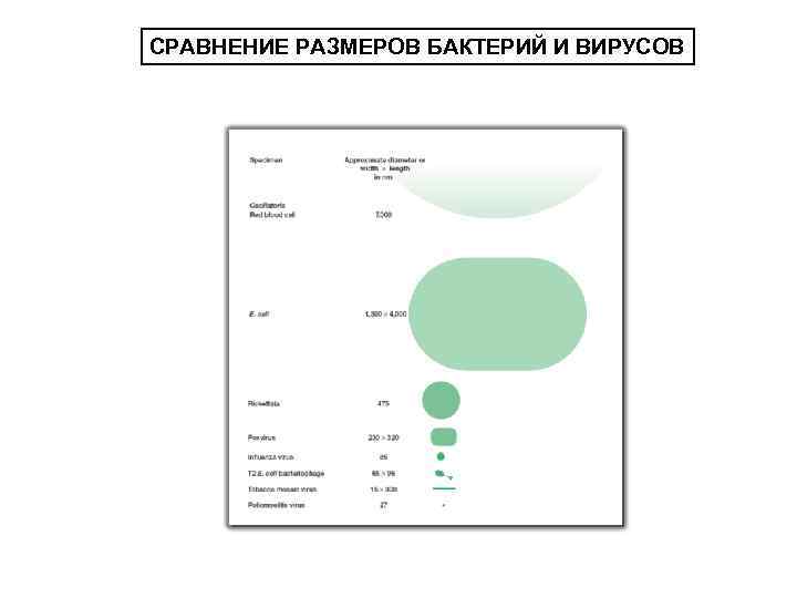 СРАВНЕНИЕ РАЗМЕРОВ БАКТЕРИЙ И ВИРУСОВ 