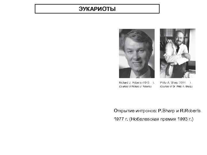 ЭУКАРИОТЫ Открытие интронов: P. Sharp и R. Roberts 1977 г. (Нобелевская премия 1993 г.