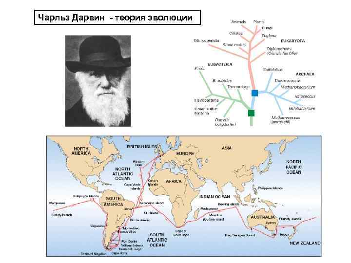 Координаты дарвин. Теория Чарльза Дарвина. Схема Чарльза Дарвина.