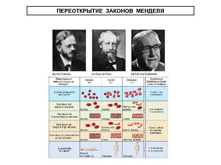 ПЕРЕОТКРЫТИЕ ЗАКОНОВ МЕНДЕЛЯ 
