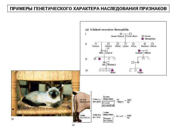 ПРИМЕРЫ ГЕНЕТИЧЕСКОГО ХАРАКТЕРА НАСЛЕДОВАНИЯ ПРИЗНАКОВ 