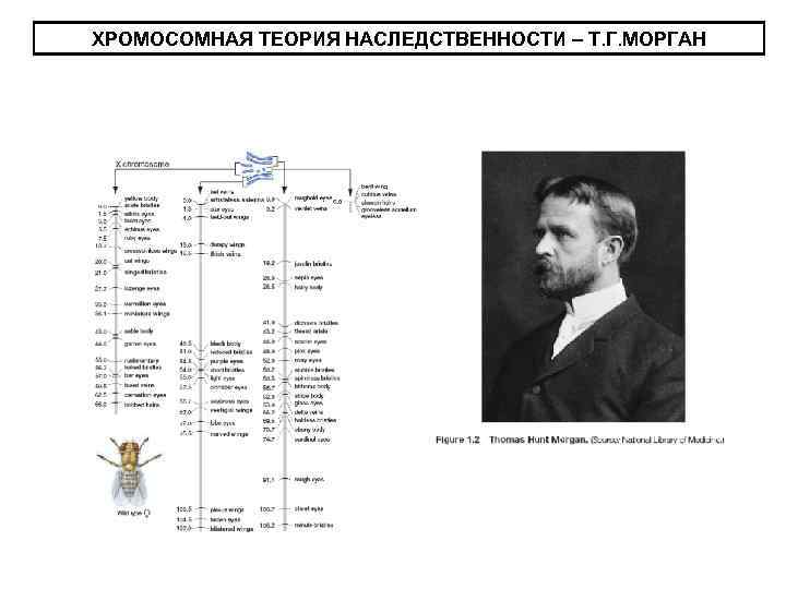 ХРОМОСОМНАЯ ТЕОРИЯ НАСЛЕДСТВЕННОСТИ – Т. Г. МОРГАН 