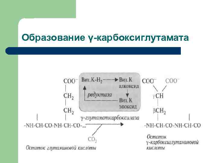 Образование γ-карбоксиглутамата 