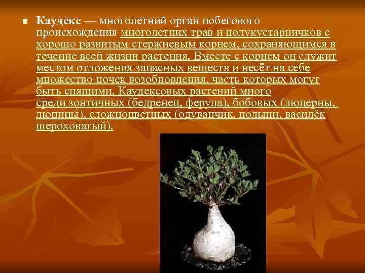 n Каудекс — многолетний орган побегового происхождения многолетних трав и полукустарничков с хорошо развитым