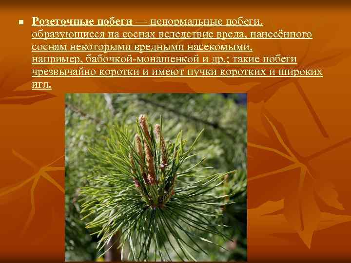 n Розеточные побеги — ненормальные побеги, образующиеся на соснах вследствие вреда, нанесённого соснам некоторыми