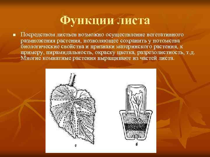 Функции листа n Посредством листьев возможно осуществление вегетативного размножения растения, позволяющее сохранить у потомства