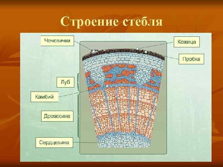 Строение стебля рисунок