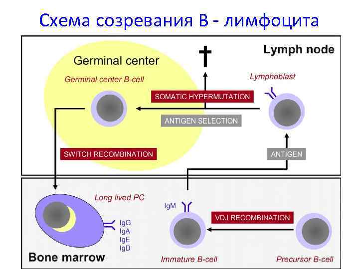 Схема созревания В - лимфоцита 