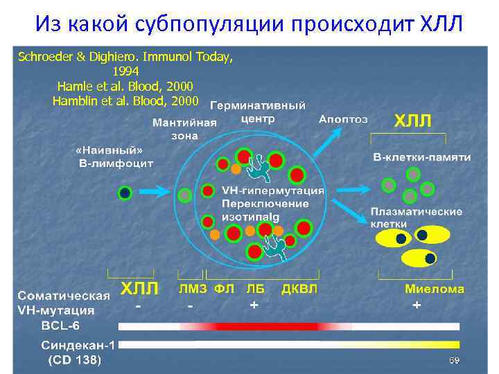 Из какой субпопуляции происходит ХЛЛ Schroeder & Dighiero. Immunol Today, 1994 Hamle et al.