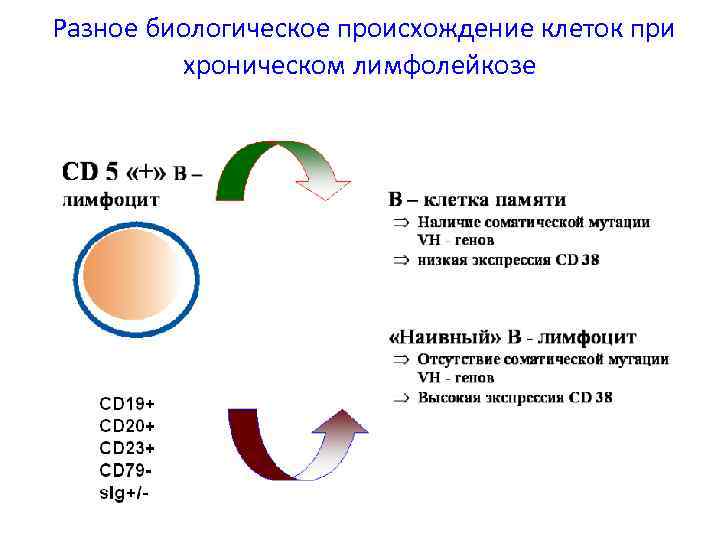 Разное биологическое происхождение клеток при хроническом лимфолейкозе 