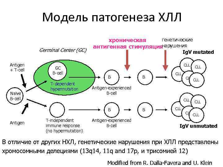 В клеточный хронический лимфоцитарный лейкоз