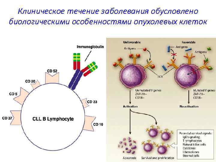 Клиническое течение заболевания обусловлено биологическими особенностями опухолевых клеток 