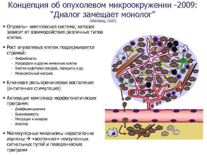 Концепция об опухолевом микроокружении -2009: “Диалог замещает монолог” (Weinberg, 2007) • Опухоль= комплексная система,