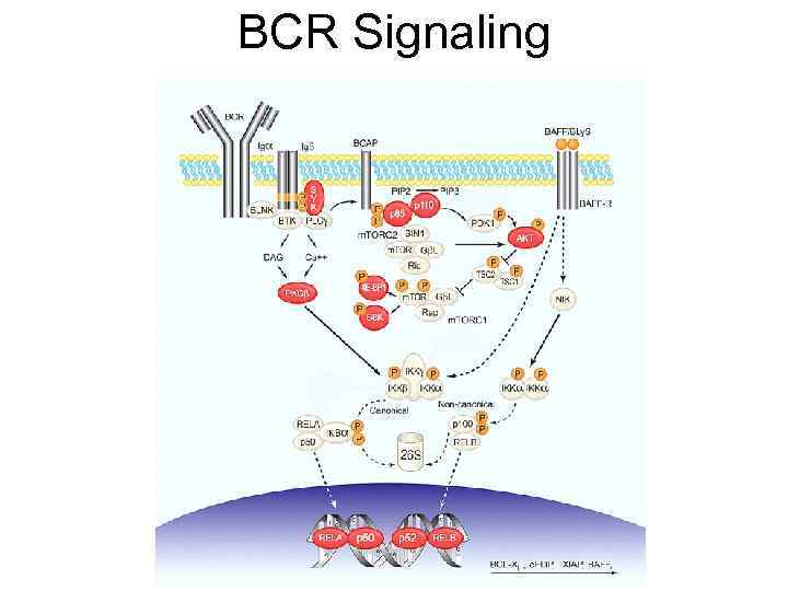 BCR Signaling 