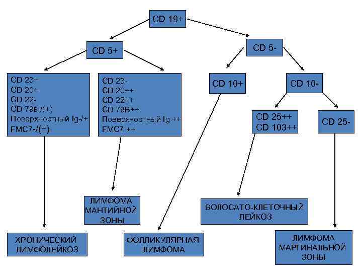 CD 19+ CD 5 - CD 5+ CD 23+ CD 20+ CD 22 CD