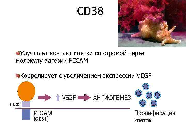 CD 38 Улучшает контакт клетки со стромой через молекулу адгезии PECAM Коррелирует с увеличением