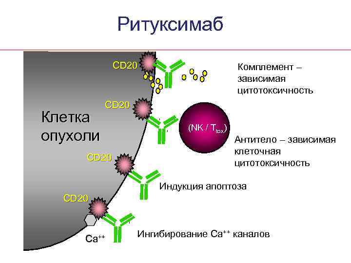 Ритуксимаб CD 20 Клетка опухоли Комплемент – зависимая цитотоксичность CD 20 (NK / Ttox)