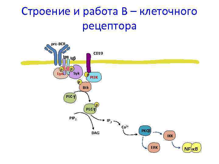 Строение и работа В – клеточного рецептора pre-BCR CD 19 Ig Ig P Lyn