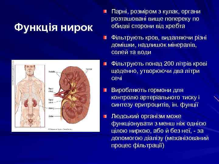 Функція нирок Парні, розміром з кулак, органи розташовані вище попереку по обидві сторони від