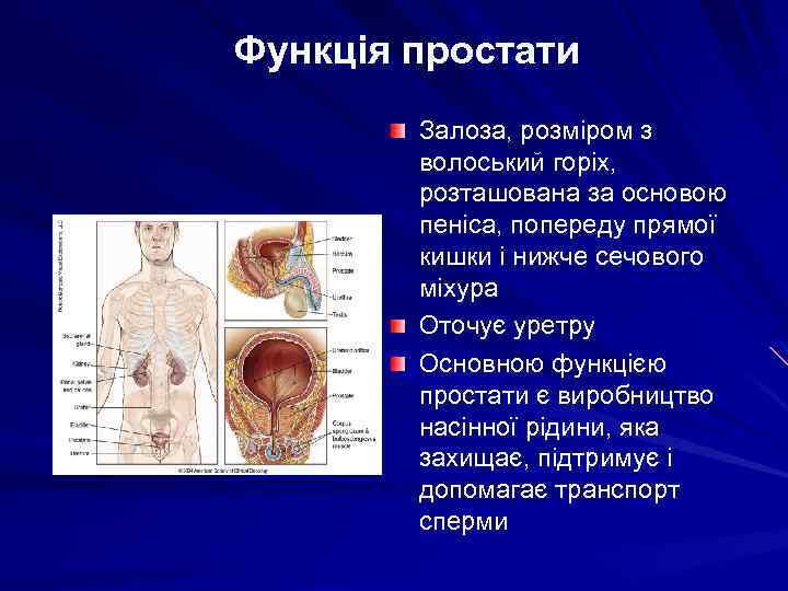 Функція простати Залоза, розміром з волоський горіх, розташована за основою пеніса, попереду прямої кишки