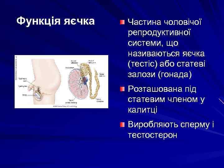 Функція яєчка Частина чоловічої репродуктивної системи, що називаються яєчка (тестіс) або статеві залози (гонада)