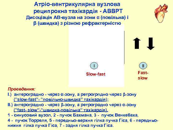 Атріо-вентрикулярна вузлова реципрокна тахікардія - АВВРТ Дисоціація АВ-вузла на зони α (повільна) і β
