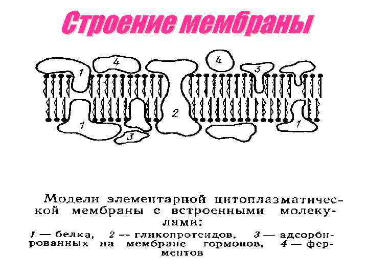 Строение мембраны 