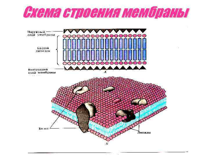 Схема строения мембраны 