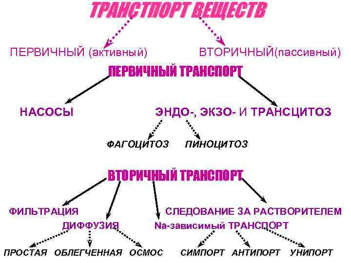 ТРАНСТПОРТ ВЕЩЕСТВ ПЕРВИЧНЫЙ (активный) ВТОРИЧНЫЙ(пассивный) ПЕРВИЧНЫЙ ТРАНСПОРТ НАСОСЫ ЭНДО-, ЭКЗО- И ТРАНСЦИТОЗ ФАГОЦИТОЗ ПИНОЦИТОЗ