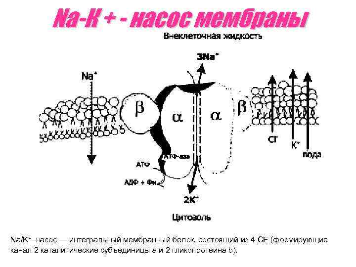 Na-К + - насос мембраны Na/K⁺–насос — интегральный мембранный белок, состоящий из 4 СЕ