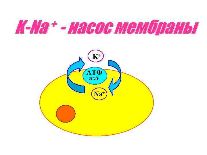 + - насос мембраны K-Na K+ АТФ -аза Na+ 