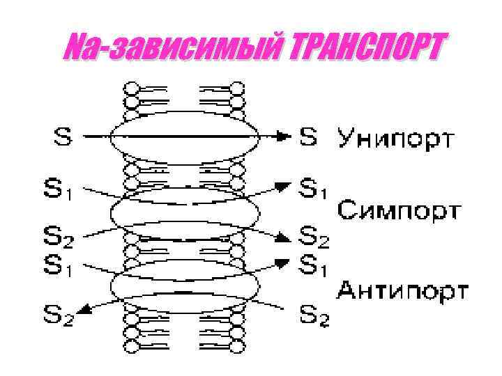 Na-зависимый ТРАНСПОРТ 