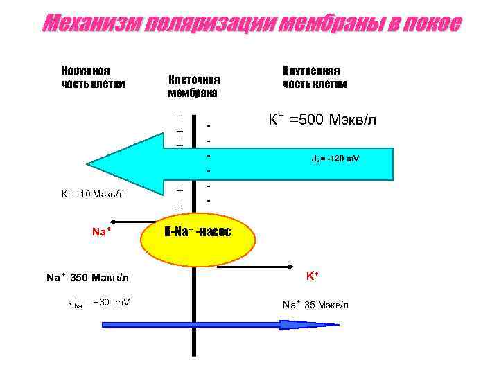 Механизм поляризации мембраны в покое Наружная часть клетки К⁺ =10 Мэкв/л Na⁺ 350 Мэкв/л