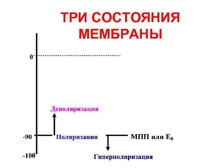 ТРИ СОСТОЯНИЯ МЕМБРАНЫ 