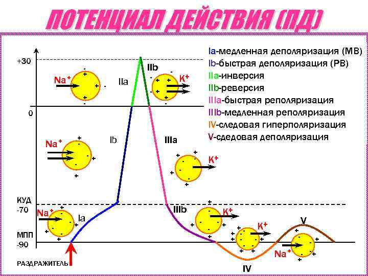 ПОТЕНЦИАЛ ДЕЙСТВИЯ (ПД) IIb + Na⁺ - + IIa + - - + +