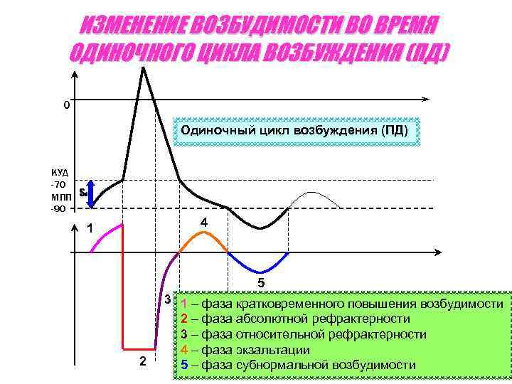 ИЗМЕНЕНИЕ ВОЗБУДИМОСТИ ВО ВРЕМЯ ОДИНОЧНОГО ЦИКЛА ВОЗБУЖДЕНИЯ (ПД) 0 Одиночный цикл возбуждения (ПД) КУД