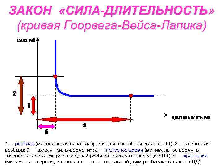 ЗАКОН «СИЛА-ДЛИТЕЛЬНОСТЬ» (кривая Гоорвега-Вейса-Лапика) сила, м. В 2 1 длительность, мс б а 1