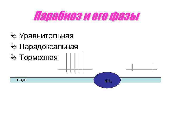 Парабиоз и его фазы Ä Уравнительная Ä Парадоксальная Ä Тормозная нерв NH 4 