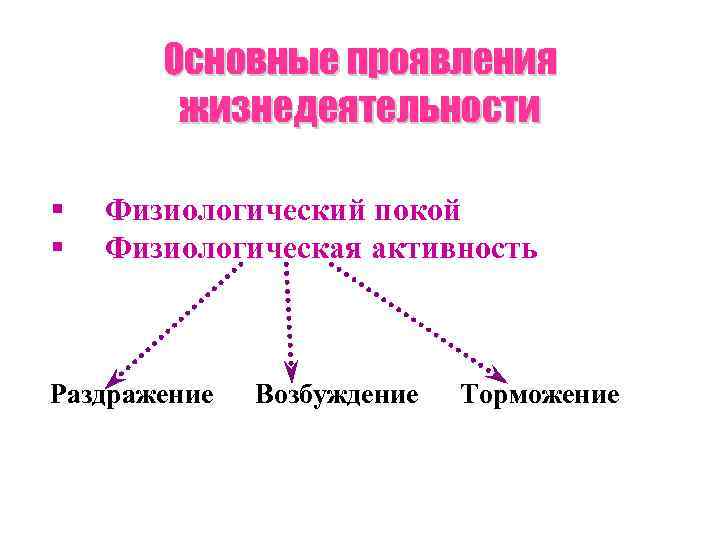 Основные проявления жизнедеятельности § § Физиологический покой Физиологическая активность Раздражение Возбуждение Торможение 