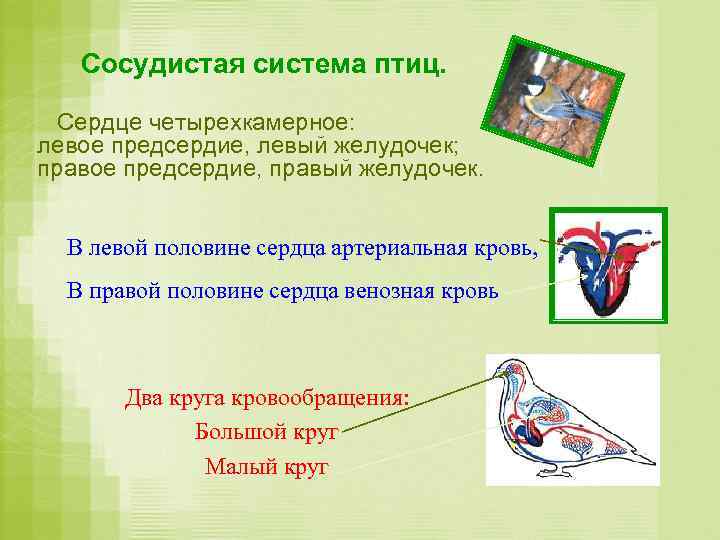 Сосудистая система птиц. Сердце четырехкамерное: левое предсердие, левый желудочек; правое предсердие, правый желудочек. В