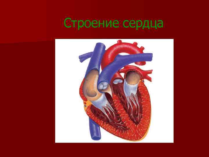 Строение сердца 