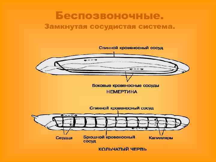 Беспозвоночные. Замкнутая сосудистая система. 